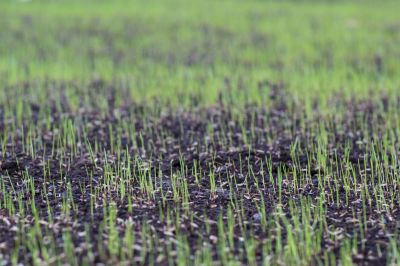 Lawn Seeding in Ventura County, CA