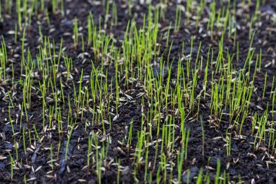 New Lawn Seeding in Honolulu, HI