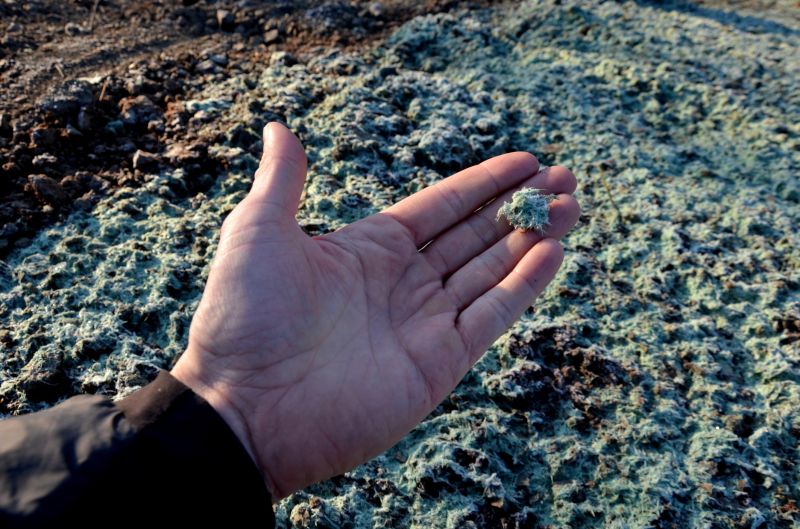 Early Summer Application